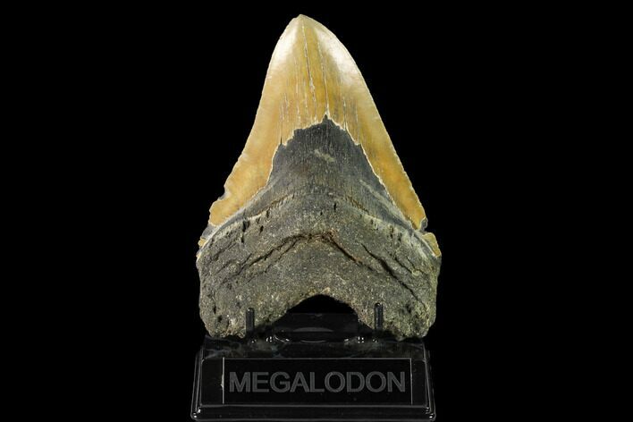Serrated, Fossil Megalodon Tooth - North Carolina #147504